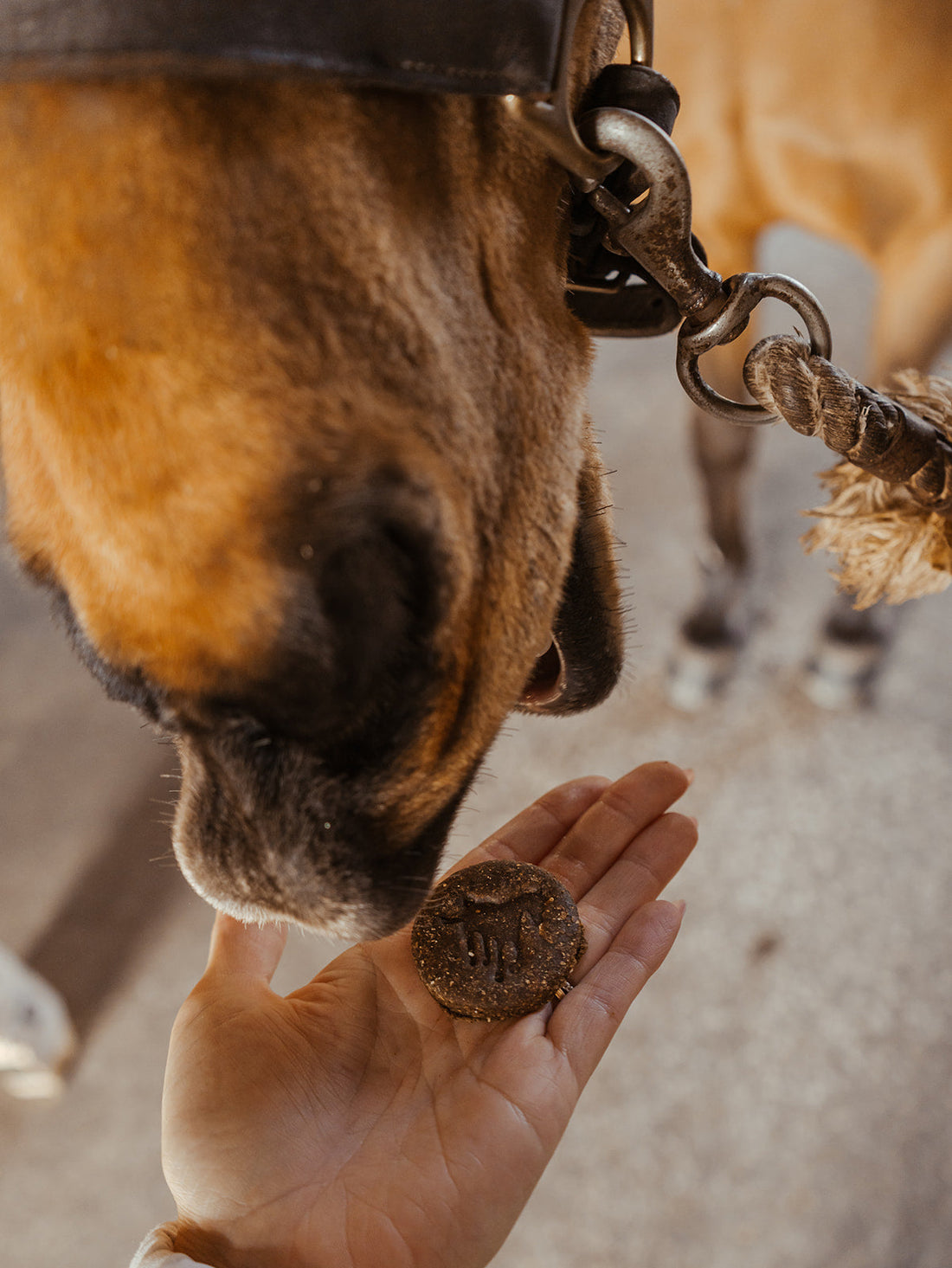 The Horse's Chocolate Chip Cookie
